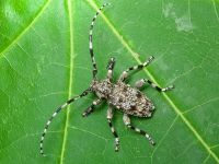 Aegomorphus clavipes