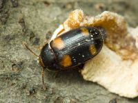 Mycetophagus quadripustulatus