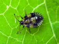 Dictyla rotundata