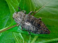 Dicerca aenea aenea
