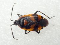 Deraeocoris trifasciatus