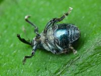 Ceutorhynchus barbareae