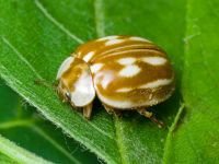Myzia oblongoguttata