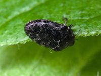 Trachys minutus minutus