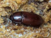 Uloma rufa