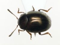 Neophaedon pyritosus