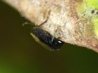 Plinthisus longicollis