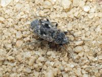 Sphragisticus nebulosus