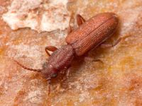 Silvanus bidentatus