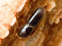 Xyleborinus saxesenii