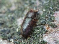 Cis rugulosus