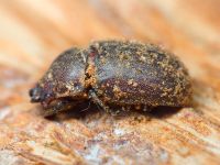 Aesalus scarabaeoides