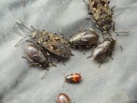 Sphragisticus nebulosus