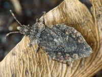 Aradus betulae