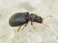 Latridius