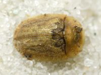 Hypocassida cornea