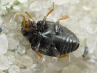 Scymnus frontalis