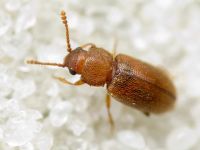 Cryptophagidae