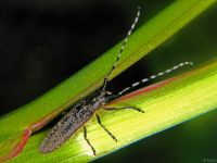 Agapanthia villosoviridescens