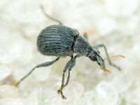 Oxystoma craccae