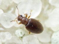 Cortinicara gibbosa