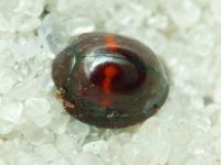 Chilocorus