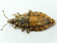 Aradus betulae