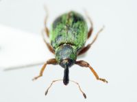 Hypera (Hypera) nigrirostris