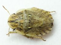 Menaccarus (Oploscelis) arenicola