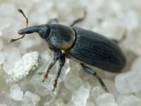 Mecinus collaris