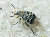 Bruchus affinis