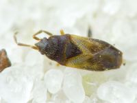 Plinthisus longicollis