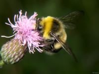 Bombus hortorum
