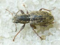 Sitona