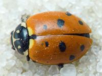 Hippodamia variegata
