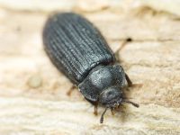 Grynocharis oblonga