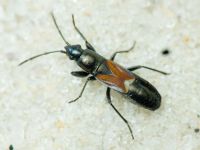 Pterotmetus staphyliniformis