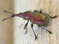 Rhynchites (Epirhynchites) auratus