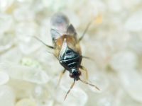 Anthocoridae