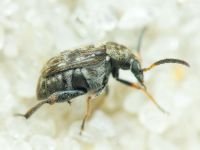 Bruchidius varius