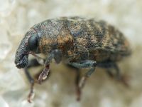 Larinus obtusus
