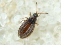 Campylosteira verna
