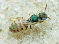 Ceylalictus variegatus