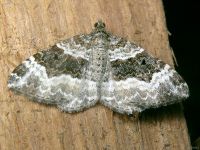 Epirrhoe alternata