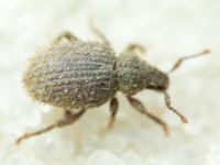 Cathormiocerus aristatus