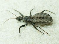 Coranus contrarius