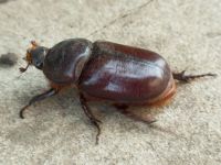 Oryctes nasicornis