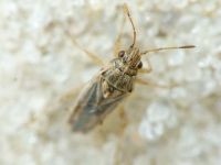 Nysius senecionis
