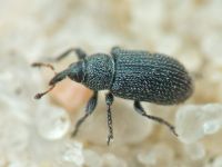 Gymnetron melanarium