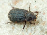 Trogidae